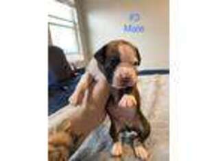 Boxer Puppy for sale in Little Elm, TX, USA