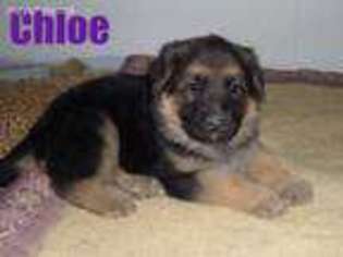 German Shepherd Dog Puppy for sale in Wauseon, OH, USA