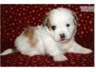 Mal-Shi Puppy for sale in Sioux City, IA, USA