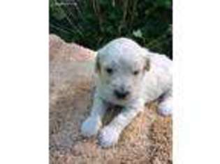 Goldendoodle Puppy for sale in Harrisonburg, VA, USA