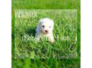Bichon Frise Puppy for sale in Worden, IL, USA