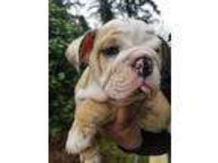 Bulldog Puppy for sale in Lynnwood, WA, USA