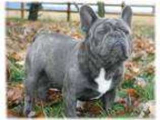 French Bulldog Puppy for sale in KOUNTZE, TX, USA