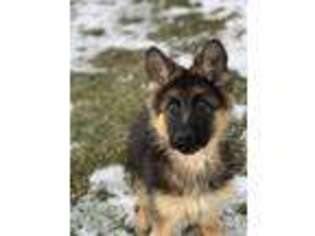 German Shepherd Dog Puppy for sale in Corry, PA, USA