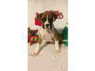 Boxer Puppy for sale in Cumming, GA, USA