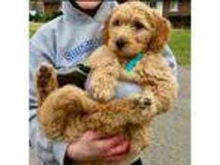 Goldendoodle Puppy for sale in YPSILANTI, MI, USA