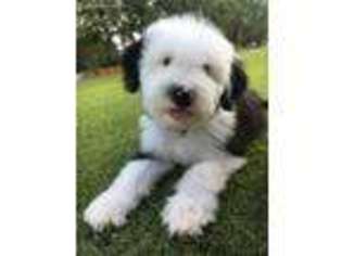 Old English Sheepdog Puppy for sale in Clovis, NM, USA
