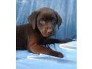 Labrador Retriever Puppy for sale in Manchester, NH, USA