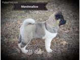 Akita Puppy for sale in Columbus Junction, IA, USA