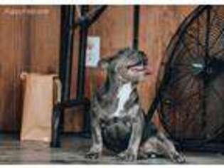 French Bulldog Puppy for sale in Morton, MS, USA