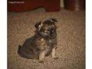 Chihuahua Puppy for sale in Kingston, OK, USA