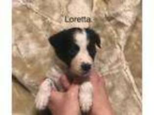 Border Collie Puppy for sale in White Bluff, TN, USA