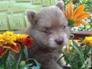 Pomeranian Puppy for sale in ALMA, NY, USA