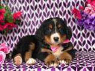 Bernese Mountain Dog Puppy for sale in Denver, PA, USA