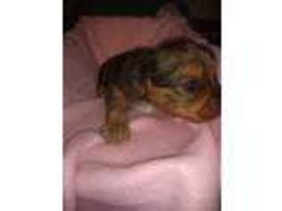 Yorkshire Terrier Puppy for sale in Wellsville, NY, USA
