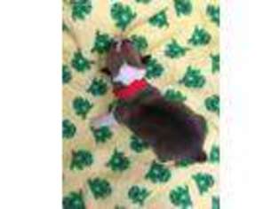Pembroke Welsh Corgi Puppy for sale in Bushkill, PA, USA
