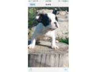 French Bulldog Puppy for sale in West Orange, NJ, USA