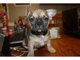 French Bulldog Puppy for sale in Eagle Creek, OR, USA