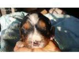 Bernese Mountain Dog Puppy for sale in Northbrook, IL, USA