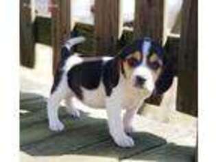Beagle Puppy for sale in Seymour, MO, USA