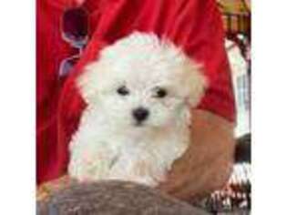 Maltese Puppy for sale in Denver, CO, USA