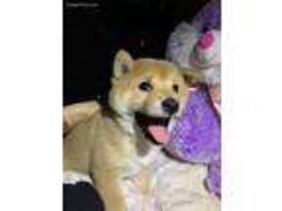 Shiba Inu Puppy for sale in Bayonne, NJ, USA