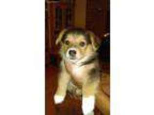 Pembroke Welsh Corgi Puppy for sale in Nanjemoy, MD, USA