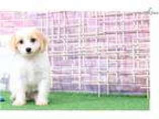 Cavachon Puppy for sale in Baltimore, MD, USA