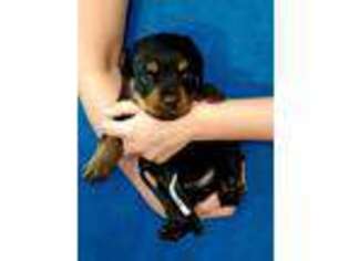 Rottweiler Puppy for sale in Milton, WA, USA