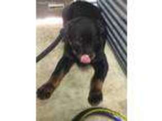 Rottweiler Puppy for sale in Cassville, MO, USA