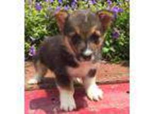 Pembroke Welsh Corgi Puppy for sale in West Liberty, KY, USA