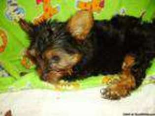 Yorkshire Terrier Puppy for sale in LYONS, GA, USA