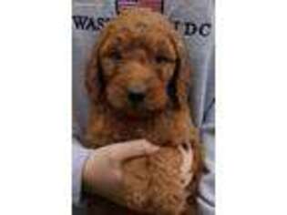Goldendoodle Puppy for sale in Nashport, OH, USA