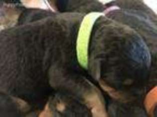Airedale Terrier Puppy for sale in Rockwall, TX, USA