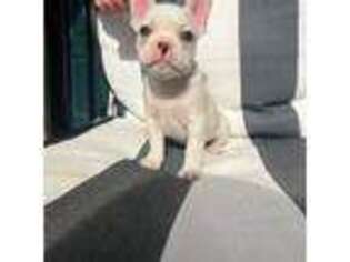 French Bulldog Puppy for sale in Dobson, NC, USA