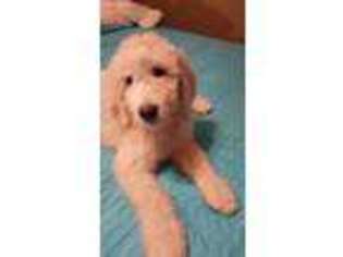 Goldendoodle Puppy for sale in Midlothian, TX, USA