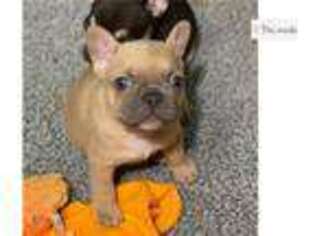 French Bulldog Puppy for sale in Lafayette, LA, USA