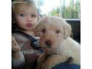 Labradoodle Puppy for sale in San Diego, CA, USA