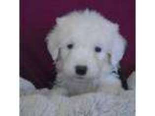Old English Sheepdog Puppy for sale in Grandview, MO, USA