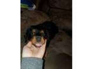 Rottweiler Puppy for sale in Parlin, NJ, USA