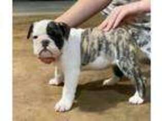 Bulldog Puppy for sale in Commerce, GA, USA