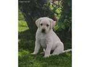 Labrador Retriever Puppy for sale in Missoula, MT, USA