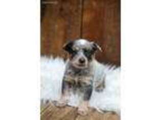 Australian Cattle Dog Puppy for sale in Gatlinburg, TN, USA