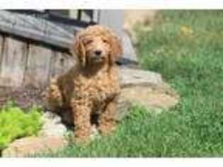 Goldendoodle Puppy for sale in Durham, NC, USA