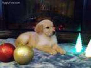 Golden Retriever Puppy for sale in Fort Gratiot, MI, USA