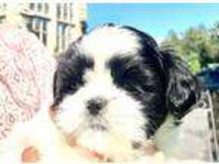 Mutt Puppy for sale in West Springfield, MA, USA