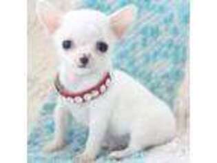 Chihuahua Puppy for sale in Temecula, CA, USA