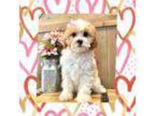 Cavapoo Puppy for sale in Mabel, MN, USA
