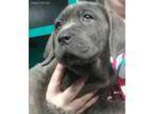 Cane Corso Puppy for sale in Windsor, CT, USA