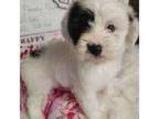 Tibetan Terrier Puppy for sale in Fort Smith, AR, USA